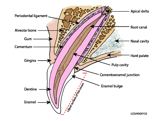 hdgv132-white-cross-section-upper-canine-head-german-shepherd-louis-donald_1.png