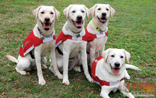 hactlink-jun16-dogs-1.png