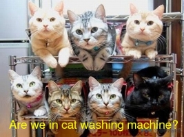Funny-Animals-Are-we-in-cat-washing-machine.jpg