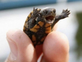 happy-baby-turtle-is-happy.jpg